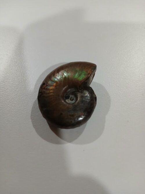 Ammonite Fossil – Ethically Sourced Ancient Stone of Transformation & Wisdom
