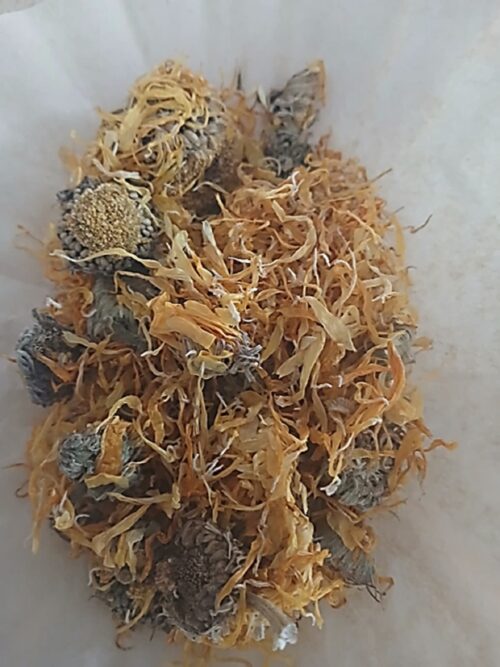 Calendula (Calendula officinalis)