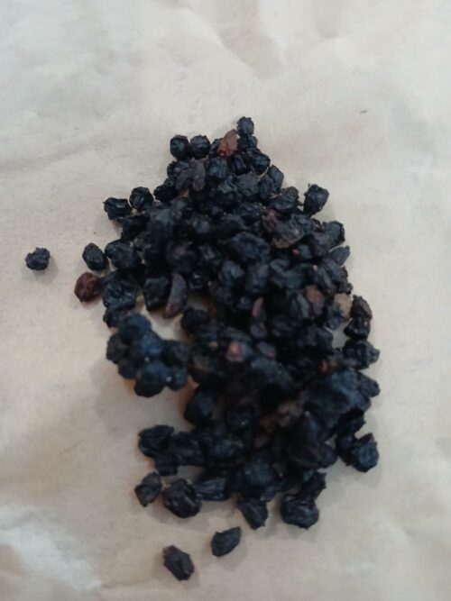 Elderberry Black Whole (Sambucus nigra)