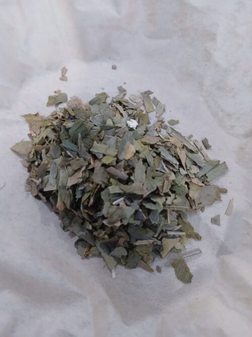 Ginkgo (Ginkgo biloba)