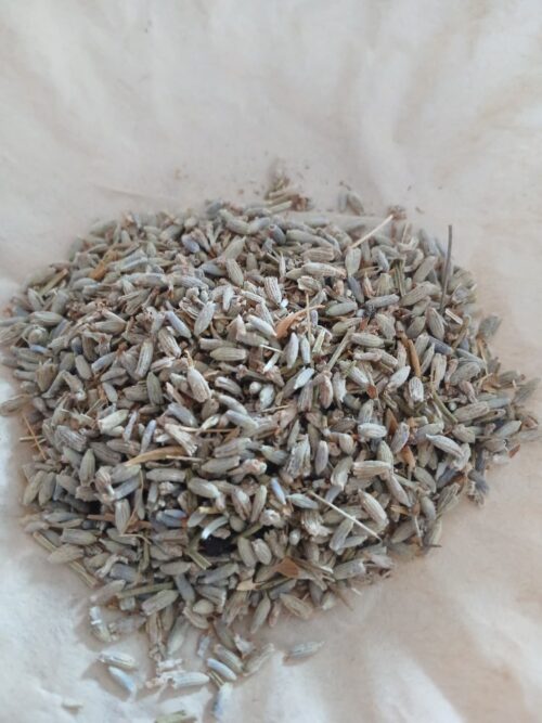 Lavender (Lavandula)