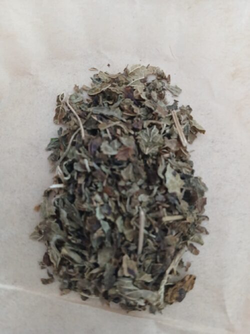 Lemon Balm (Melissa officinalis)