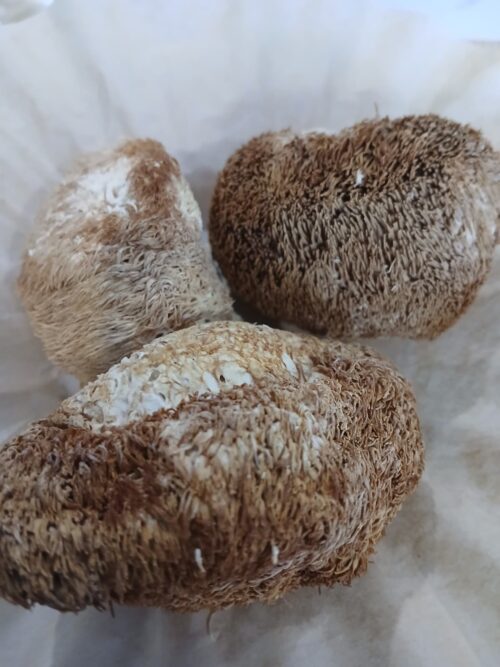 Lion's Mane (Hericium erinaceus)