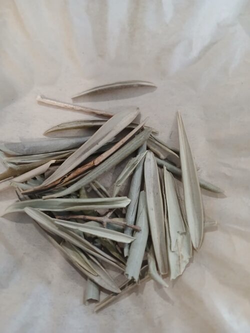 Olive Leaf (Olea europaea)