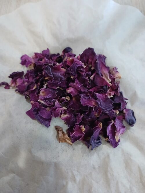 Rose Damascus (Rosa x damascena)