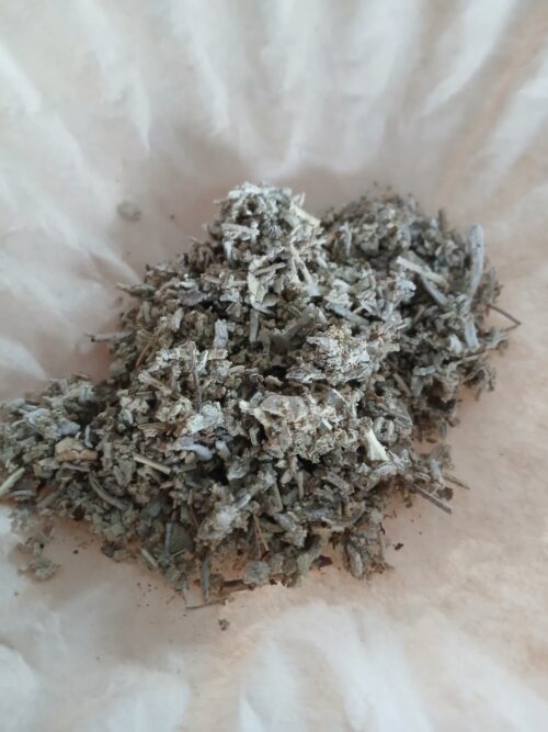 Sage (Salvia officinalis)