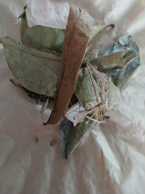 Soursop Leaves (Annona muricata L.)
