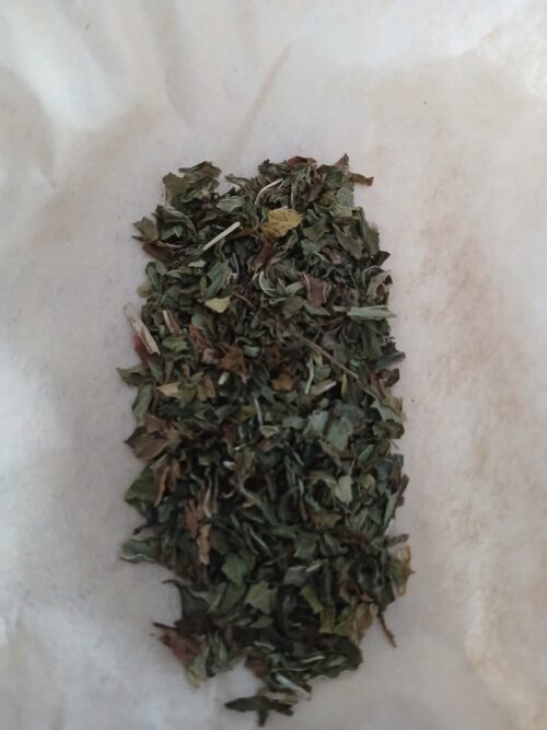 Spearmint (Mentha spicata)