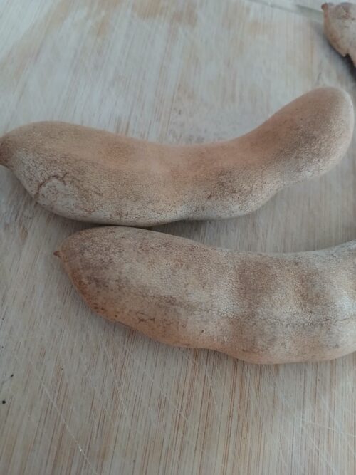 Tamarind Pods (Tamarindus indica)