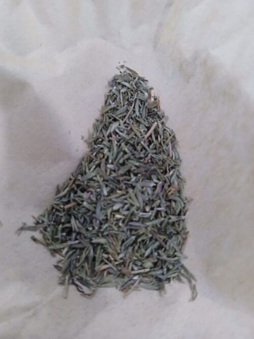 Thyme (Thymus vulgaris)