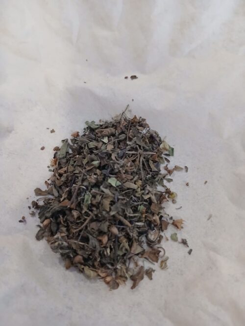 Tulsi/Holy Basil (Ocimum tenuiflorum)